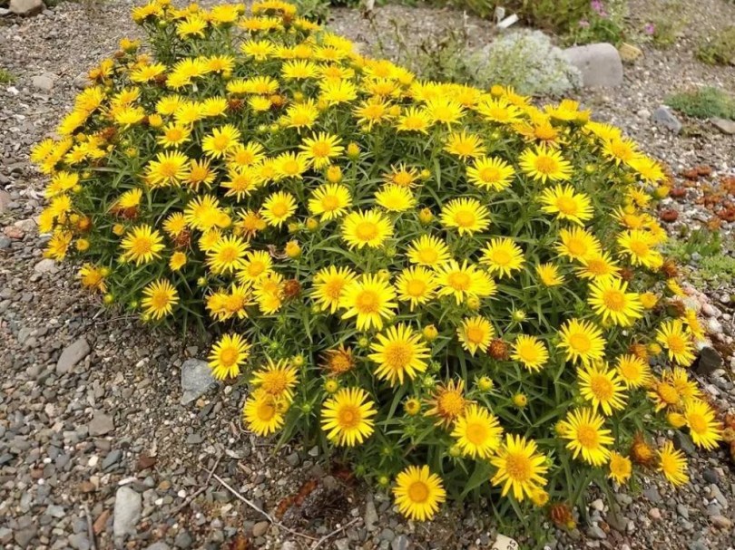 Kardos peremizs, Inula ensifolia, etnobotanika